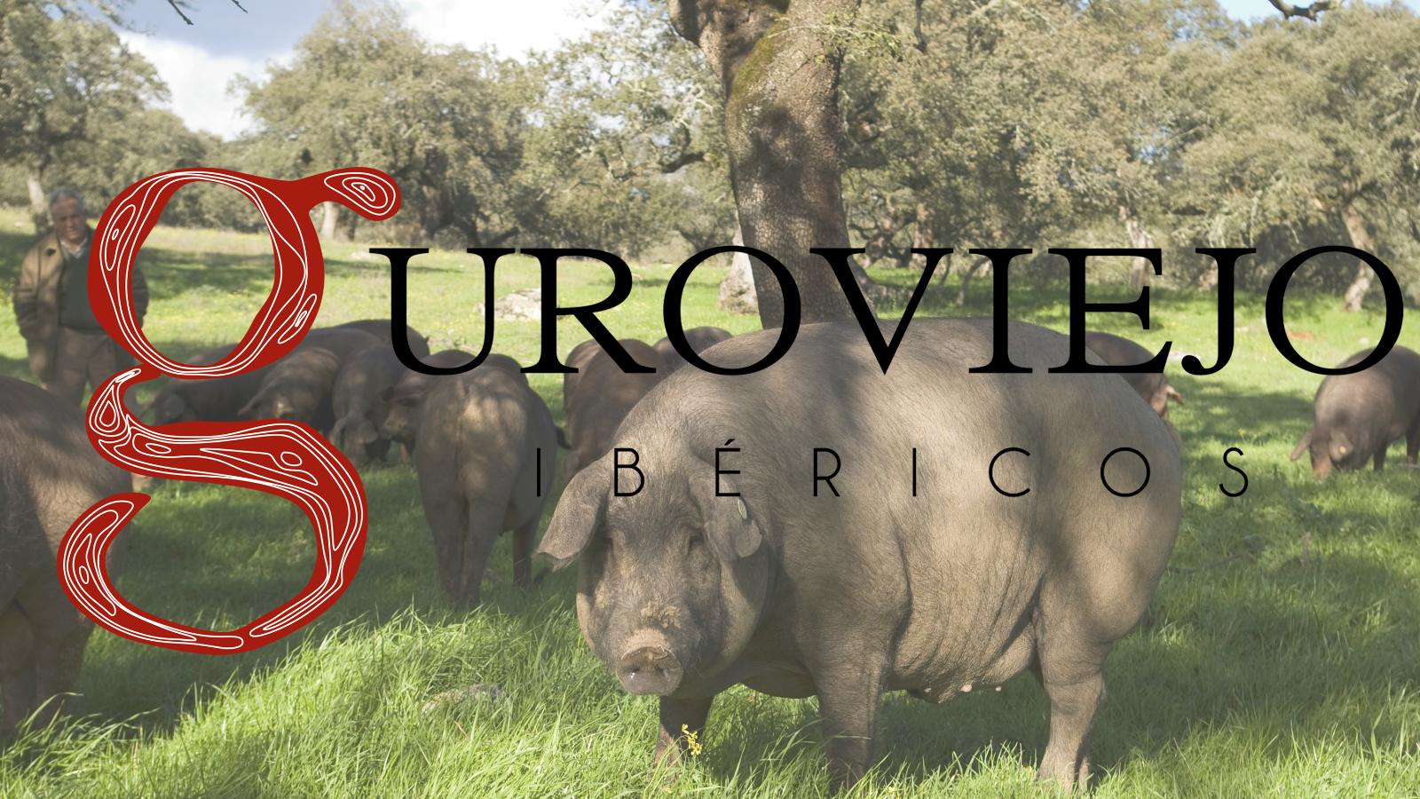 Nuestros cerdos son criados en las dehesas Extremeñas.