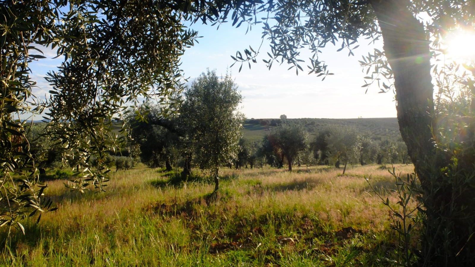 Paisajes inolvidables cuidados con amor. Ven y disfruta.